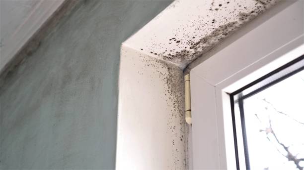 Why You Should Choose Our Mold Remediation Services in Evansville, WY